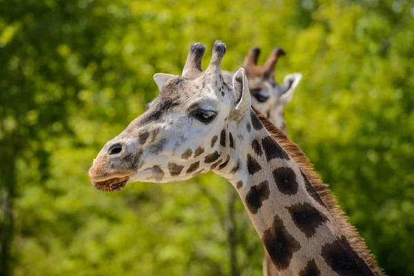 Retrato de uma girafa — Fotografia de Stock