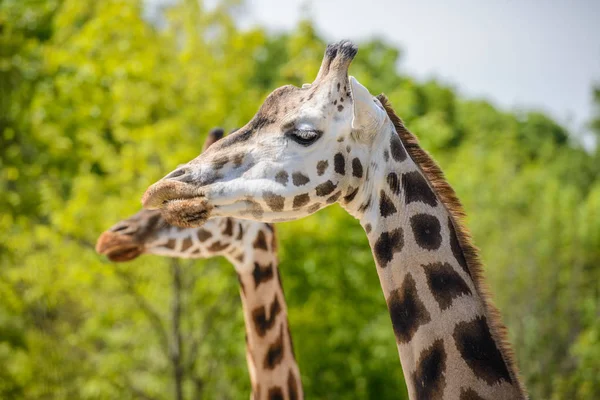 Porträtt av en giraff — Stockfoto