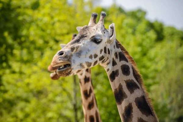 Retrato de uma girafa — Fotografia de Stock