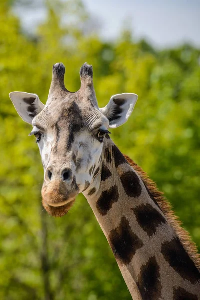 Retrato de uma girafa — Fotografia de Stock