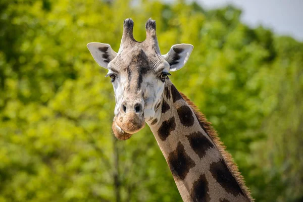 Retrato de uma girafa — Fotografia de Stock