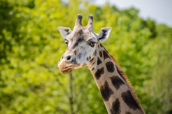 Porträtt av en giraff — Stockfoto