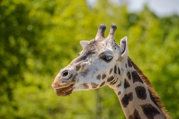 Retrato de uma girafa — Fotografia de Stock