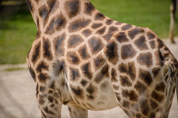 Textura patrón de jirafa de piel —  Fotos de Stock