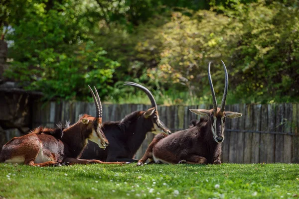 Impala antelope on grass — Stock Photo, Image