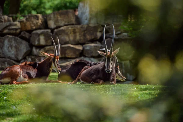 Impala antelope on grass — Stock Photo, Image