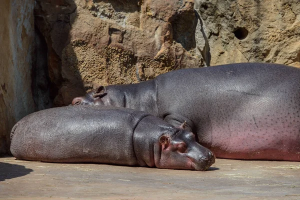 Young hippopotamus sleeps with his mother