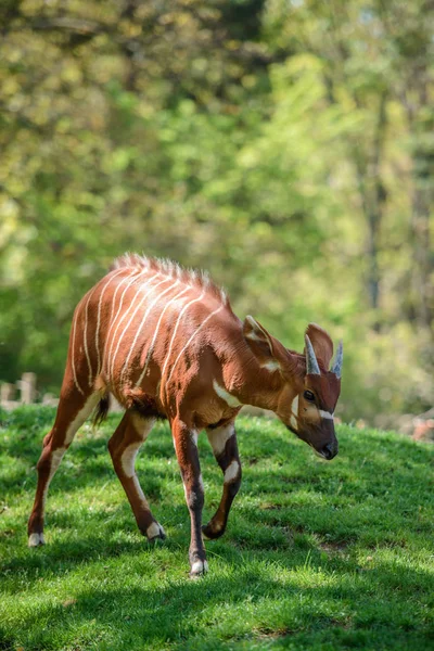 Les Bongo sur l'herbe verte — Photo