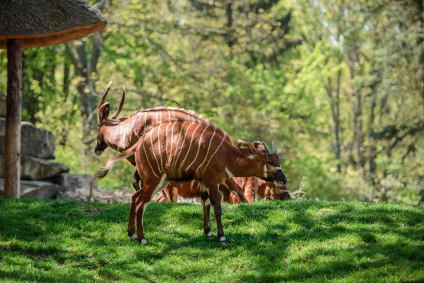 El Bongo sobre la hierba verde — Foto de Stock