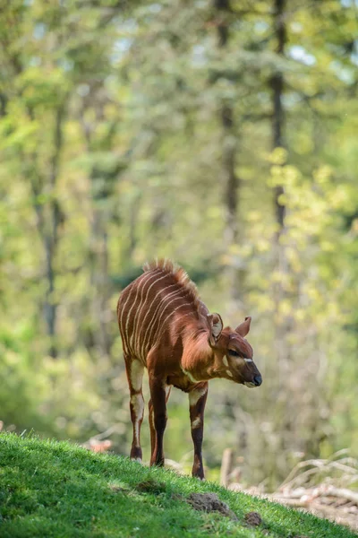 Les Bongo sur l'herbe verte — Photo