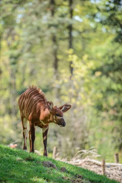 Les Bongo sur l'herbe verte — Photo