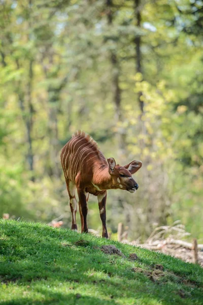 Les Bongo sur l'herbe verte — Photo