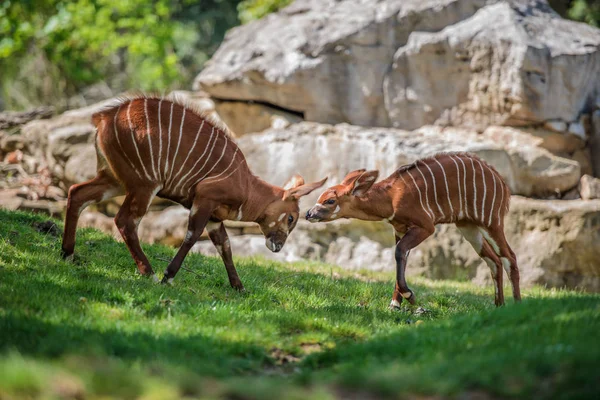 Les Bongo sur l'herbe verte — Photo