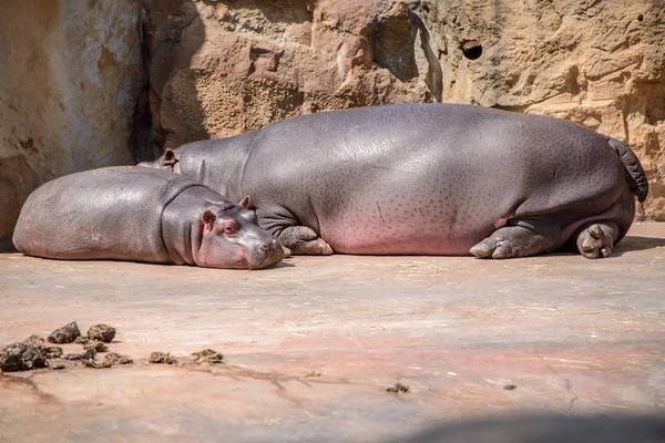 Young hippopotamus sleeps with his mother