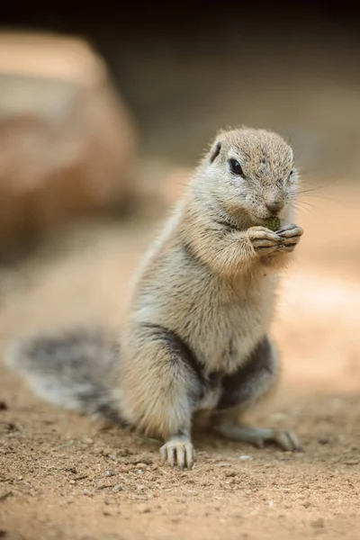 ナッツ類を食べるアフリカのタンパク質 — ストック写真