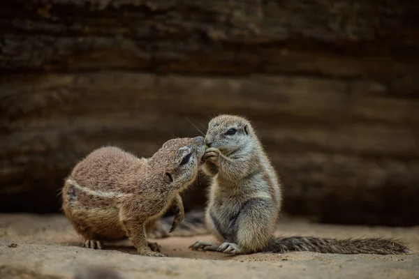 ナッツ類を食べるアフリカのタンパク質 — ストック写真