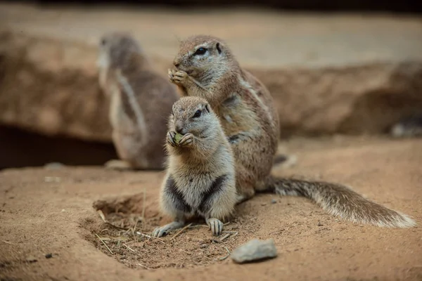 ナッツ類を食べるアフリカのタンパク質 — ストック写真