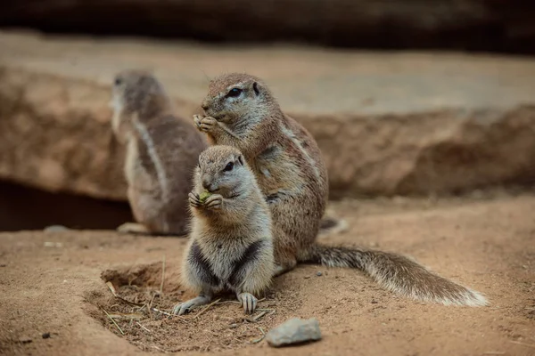 ナッツ類を食べるアフリカのタンパク質 — ストック写真