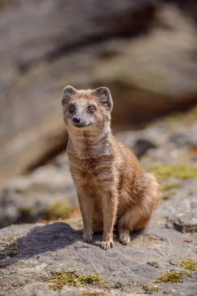 Details of a wild yellow mongoose fox — Stock Photo, Image