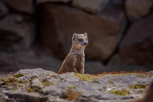 Details of a wild yellow mongoose fox — Stock Photo, Image