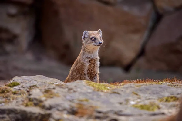 Details of a wild yellow mongoose fox — Stock Photo, Image