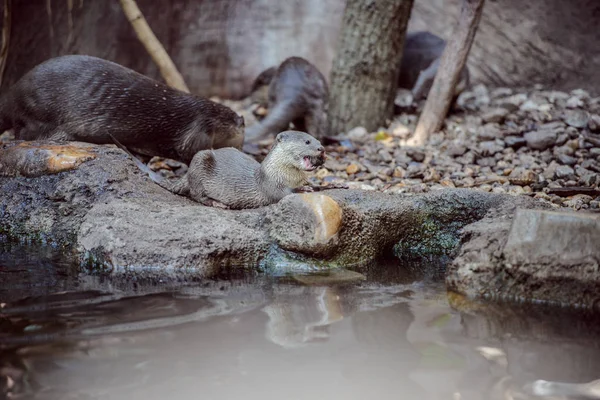 Düzgün kaplı Otter portre — Stok fotoğraf