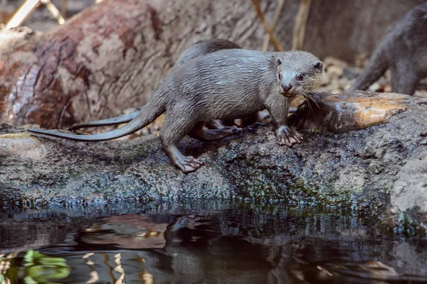 Düzgün kaplı Otter portre — Stok fotoğraf