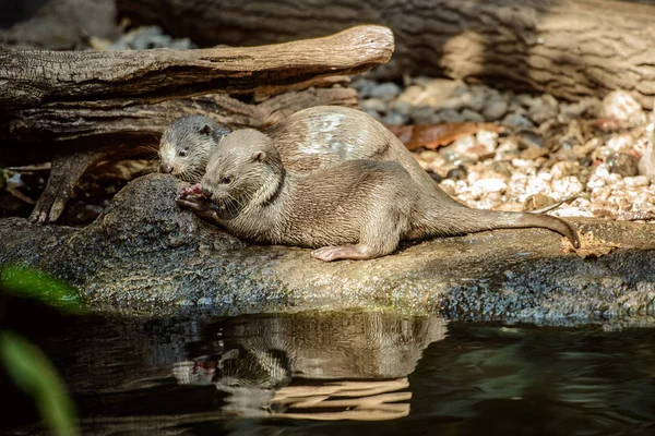 Porträt eines glatten Fischotters — Stockfoto