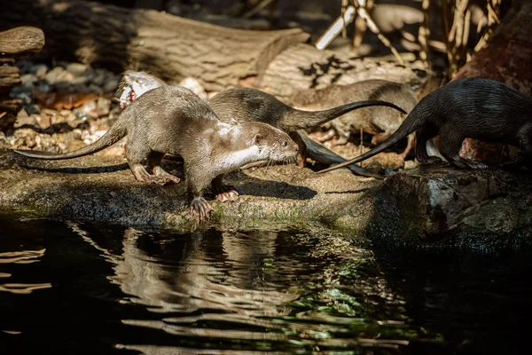 Düzgün kaplı Otter portre — Stok fotoğraf