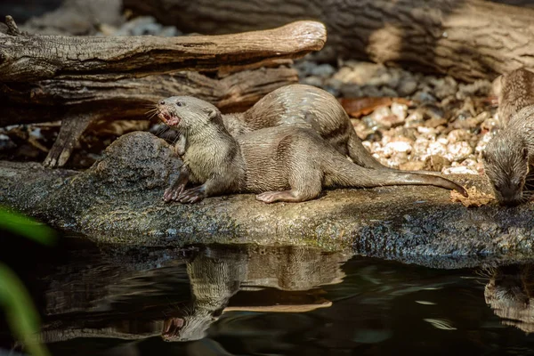Retrato de lontra revestido liso — Fotografia de Stock