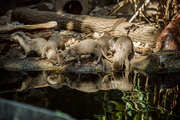 Porträt eines glatten Fischotters — Stockfoto