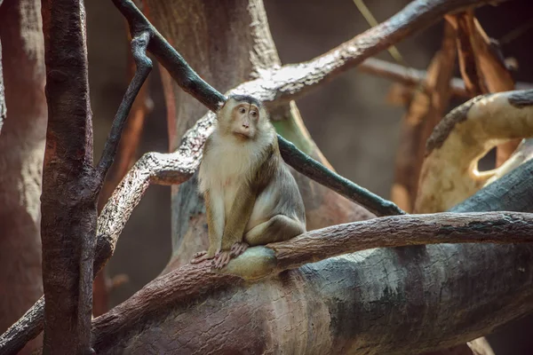 Dalda oturan maymun — Stok fotoğraf