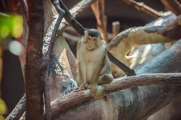 Macaco sentado no ramo — Fotografia de Stock