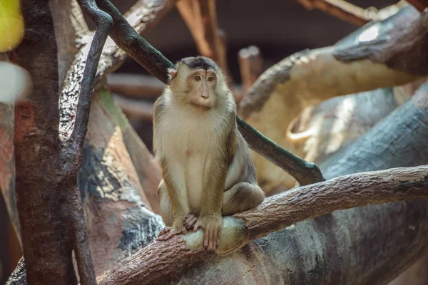 Macaco sentado no ramo — Fotografia de Stock