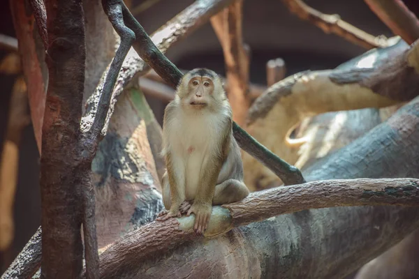 Małpa, siedząc na gałęzi — Zdjęcie stockowe