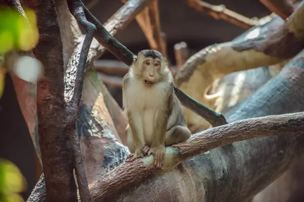 Mono sentado en la rama — Foto de Stock