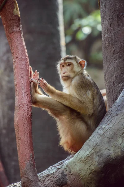 Affe sitzt auf Ast — Stockfoto