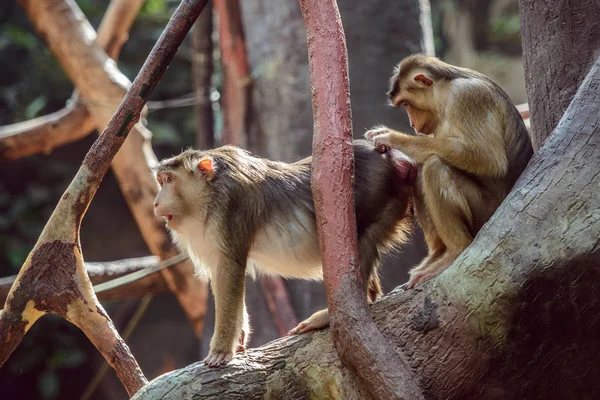 Dois macacos procurando pulgas em sua pele — Fotografia de Stock