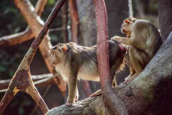 Due scimmie in cerca di pulci nella loro pelliccia — Foto Stock