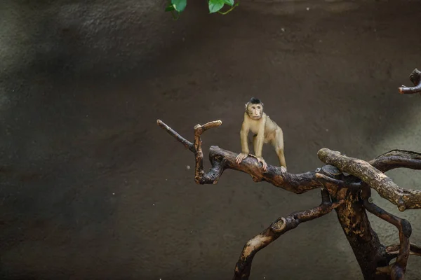 Scimmia seduta sul ramo — Foto Stock