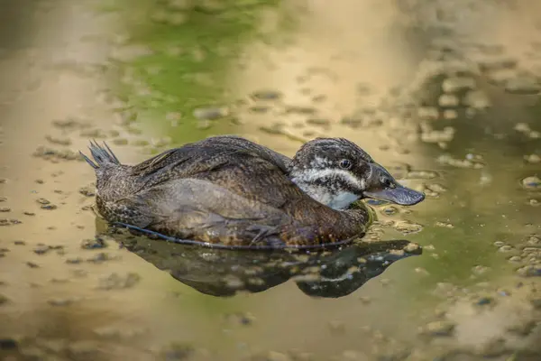 Enten im Teich — Stockfoto