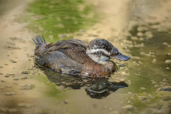 Patos na lagoa — Fotografia de Stock