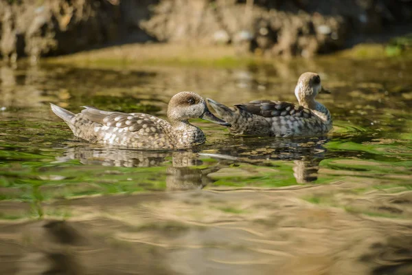 Göldeki ördekler — Stok fotoğraf