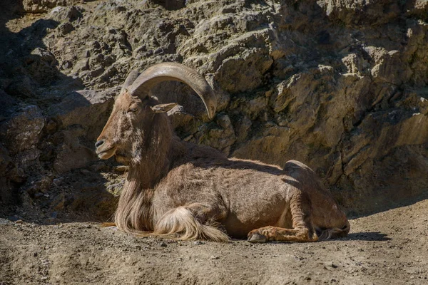 Mountain goat in the mountains — Stock Photo, Image