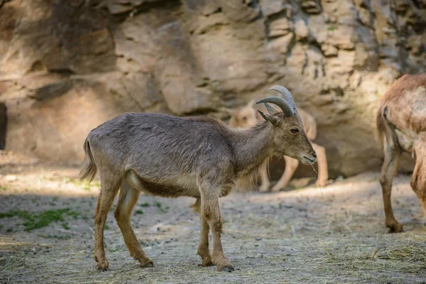 Capra di montagna in montagna — Foto Stock