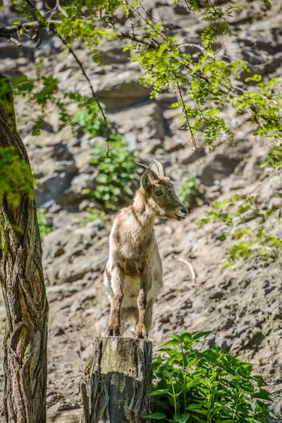 Cabra de montaña en las montañas — Foto de Stock