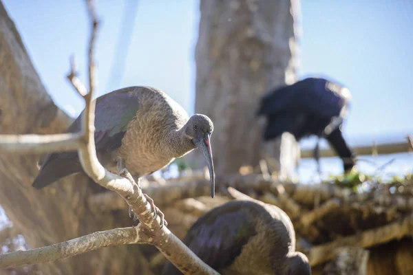 Zwarte ibis zittend op een tak — Stockfoto