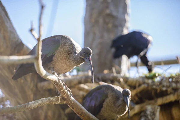 Zwarte ibis zittend op een tak — Stockfoto