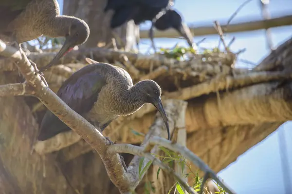 Zwarte ibis zittend op een tak — Stockfoto