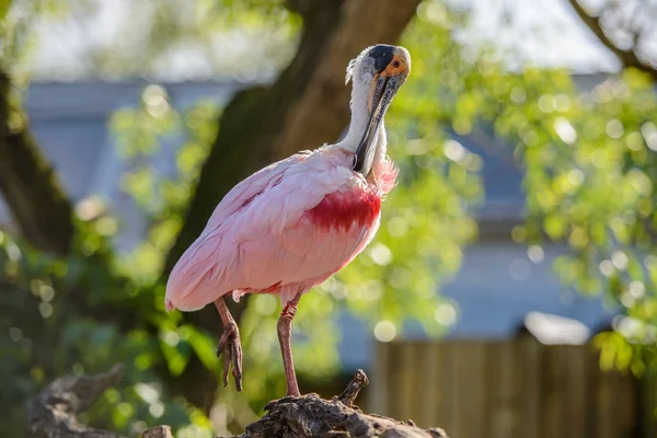 Cucchiaio di rosa (platalea ajaja) — Foto Stock